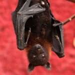 Bats: Complete Deep Guide – Echolocation Physics, Night Navigation, Disease Immunity & Survival Science
