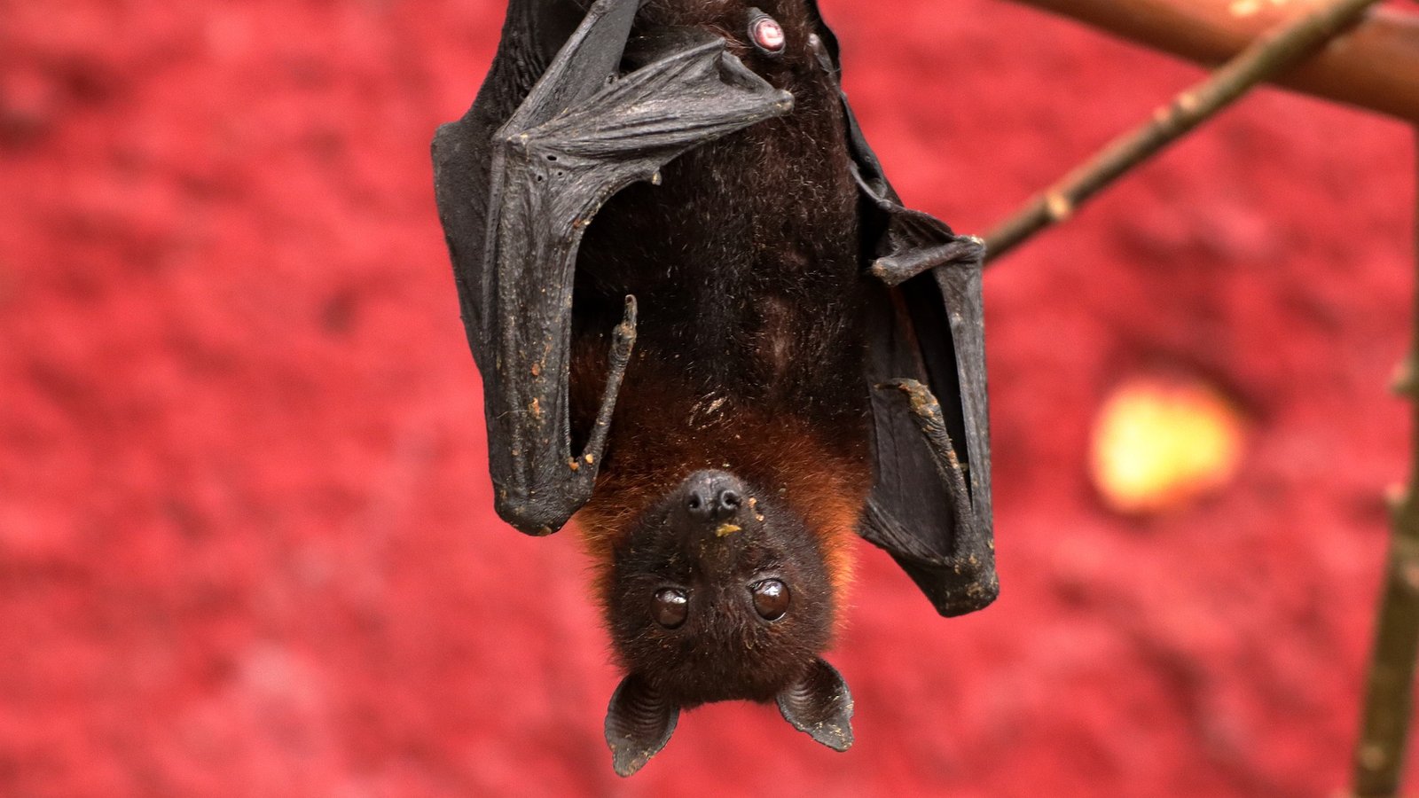 Bats: Complete Deep Guide – Echolocation Physics, Night Navigation, Disease Immunity & Survival Science