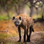 Hyenas: Complete Deep Guide – Social Intelligence, Hunting Strategy, Communication & Survival Science