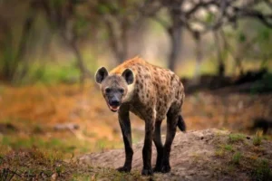 Hyenas: Complete Deep Guide – Social Intelligence, Hunting Strategy, Communication & Survival Science