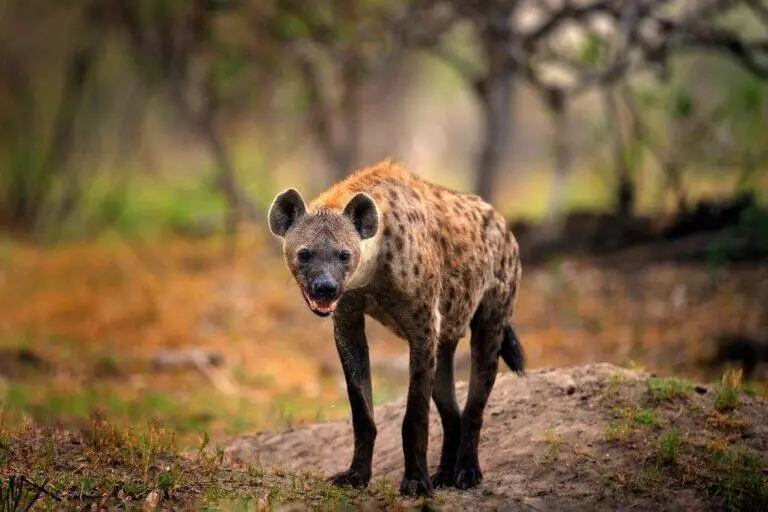 Hyenas: Complete Deep Guide – Social Intelligence, Hunting Strategy, Communication & Survival Science