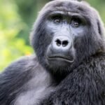 Gorillas: Complete Deep Guide – Strength Biology, Social Intelligence, Communication & Survival Science