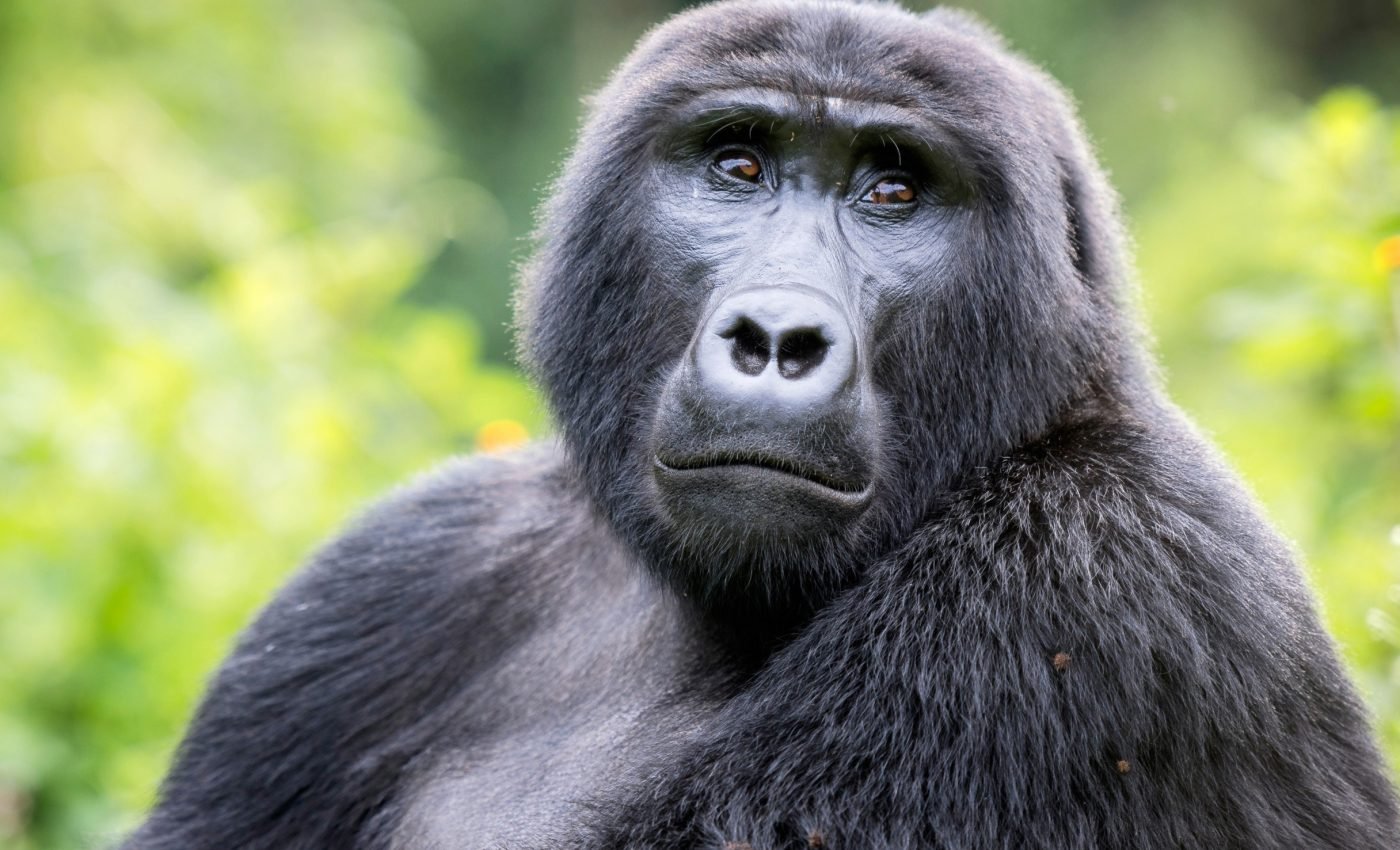 Gorillas: Complete Deep Guide – Strength Biology, Social Intelligence, Communication & Survival Science