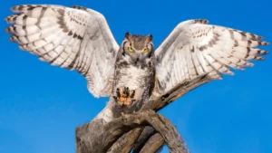Owls: Complete Deep Guide – Silent Flight, Night Vision, Hunting Intelligence & Survival Science