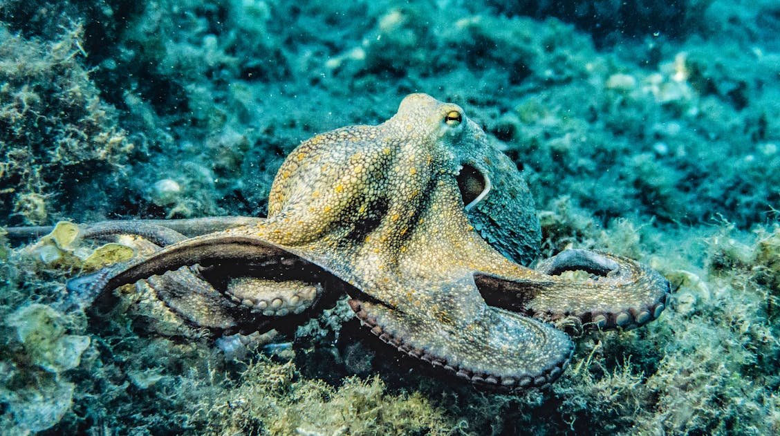Octopus: Complete Deep Guide – Alien Intelligence, Camouflage Science, Problem Solving & Ocean Survival
