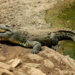 Crocodiles: Complete Deep Guide – Ancient Evolution, Bite Force, Ambush Hunting & Survival Science