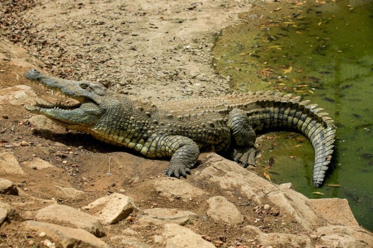 Crocodiles: Complete Deep Guide – Ancient Evolution, Bite Force, Ambush Hunting & Survival Science