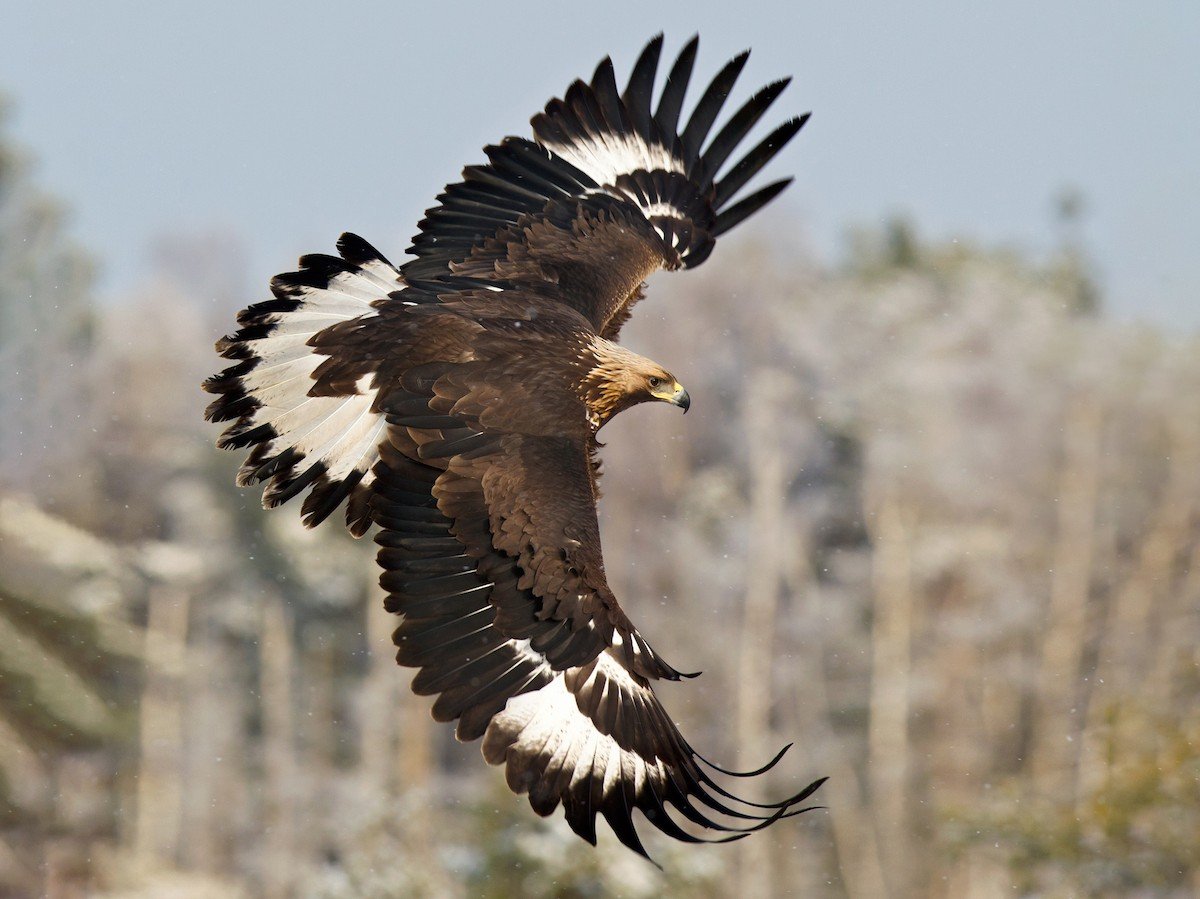 Eagles: Complete Deep Guide – Vision Science, Aerial Hunting, Flight Physics & Survival Dominance