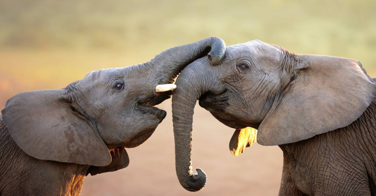 Elephants: Complete Deep Guide – Memory Science, Emotional Intelligence, Social Systems & Survival Biology