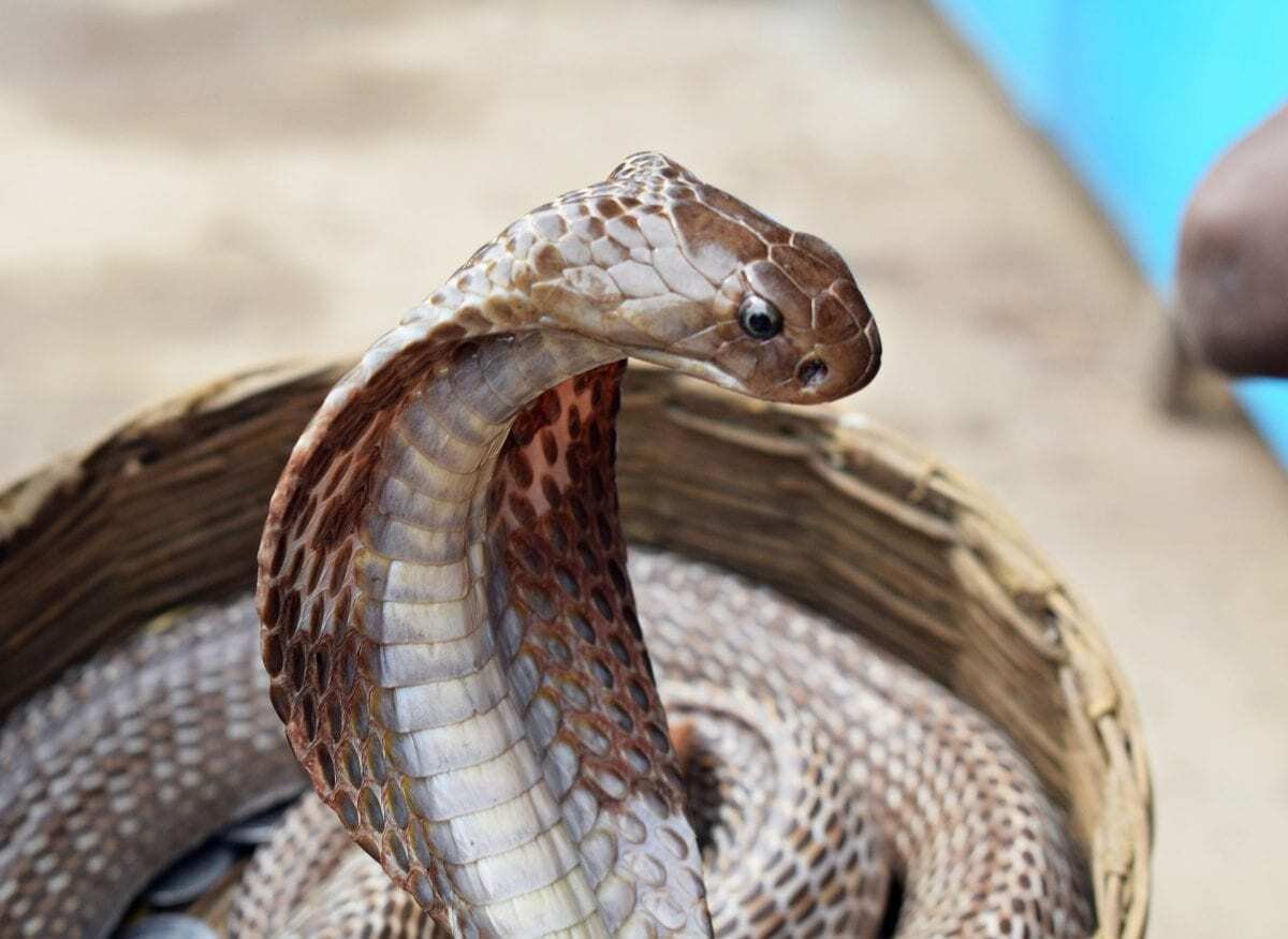 Snakes: Complete Deep Guide – Venom Evolution, Thermal Vision, Stealth Hunting & Survival Biology