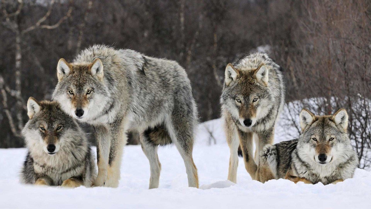 Wolves: Complete Deep Guide – Pack Psychology, Leadership, Hunting Strategy & Survival Intelligence