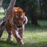 Tigers: Complete Deep Guide – Hunting Strategy, Strength Biology, Territorial Behavior & Survival Science