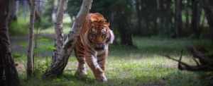 Tigers: Complete Deep Guide – Hunting Strategy, Strength Biology, Territorial Behavior & Survival Science