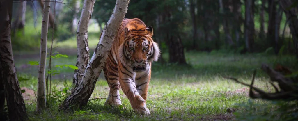 Tigers: Complete Deep Guide – Hunting Strategy, Strength Biology, Territorial Behavior & Survival Science
