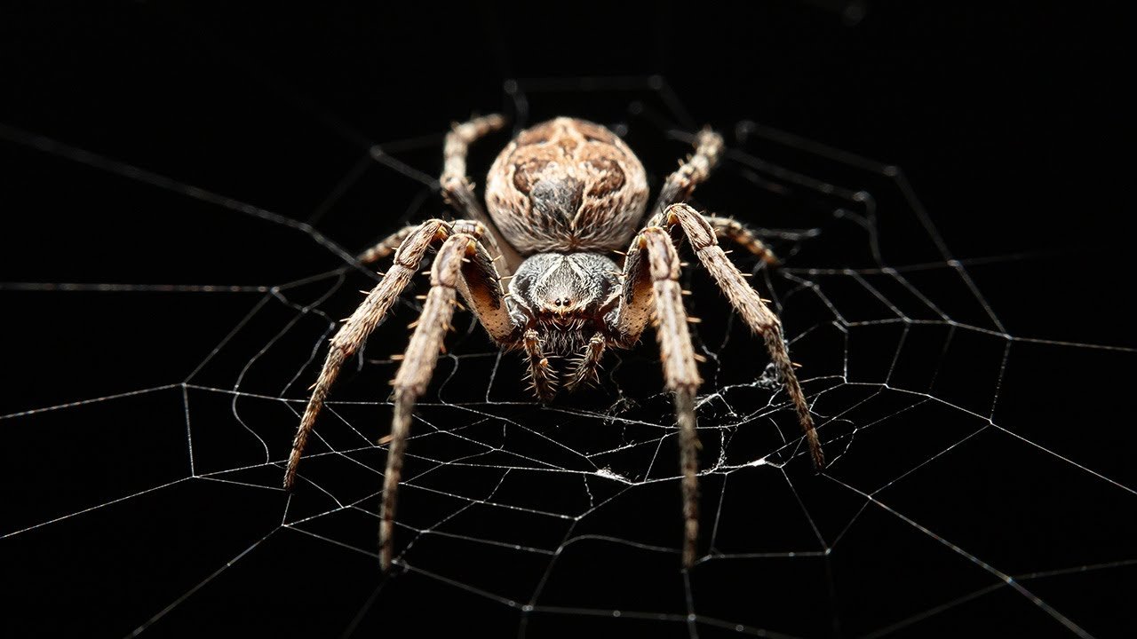 Spiders: Complete Deep Guide – Web Engineering, Venom Science, Hunting Intelligence & Survival Biology