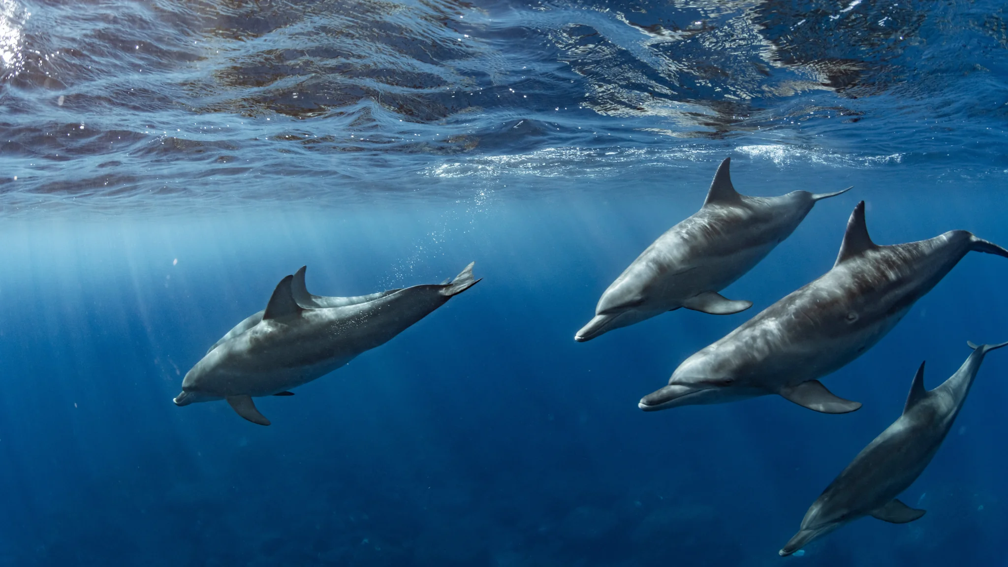 Dolphins: Complete Deep Guide – Sonar Science, Language Systems, Intelligence & Ocean Social Behavior