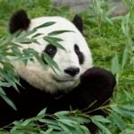 Pandas: Complete Deep Guide – Bamboo Evolution, Intelligence, Solitary Behavior & Survival Science