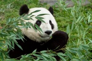Pandas: Complete Deep Guide – Bamboo Evolution, Intelligence, Solitary Behavior & Survival Science
