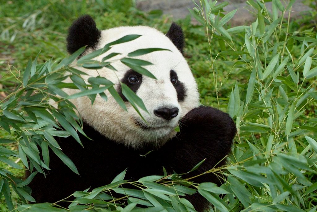 Pandas: Complete Deep Guide – Bamboo Evolution, Intelligence, Solitary Behavior & Survival Science