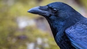 Ravens: Complete Deep Guide – Intelligence, Communication, Memory & Survival Science